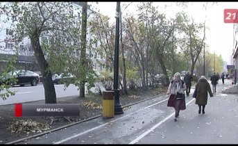 Мурманчане потребовали прекратить массовую вырубку деревьев в городе Мурманск