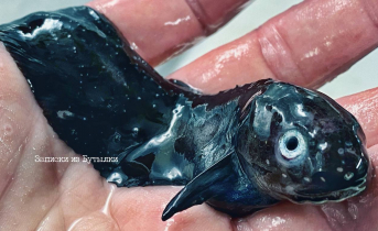 Морское чудо запечатлел моряк из Мурманска Липарис