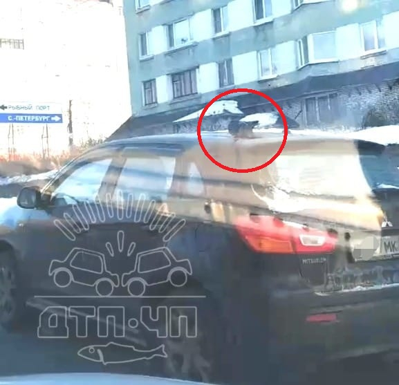 Необычный пассажир в Мурманске Голубь