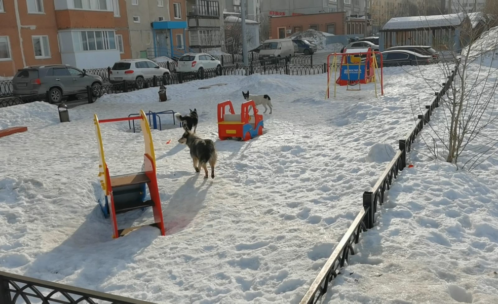 Собаки