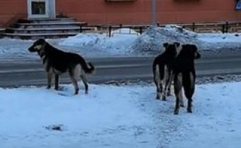 В Мурманской области провели проверку после инцидента со стаей бездомных собак