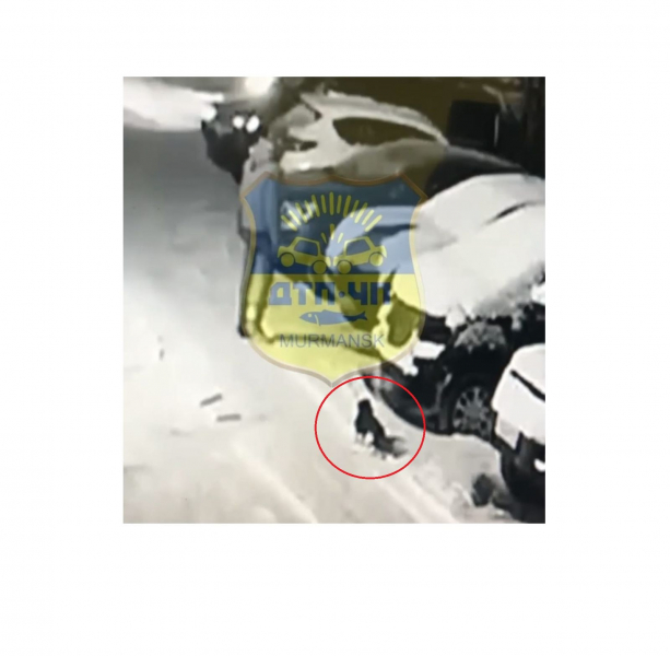 Жестокий поступок молодого человека в Мурманске попал на видео Собака