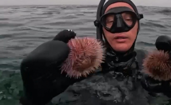 Подводный мир Заполярья Морские ежи