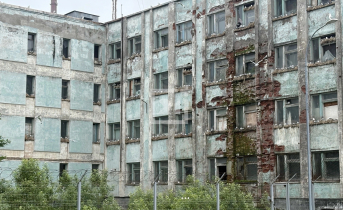 Чайки полностью заняли пустующий дом в Мурманске птицы