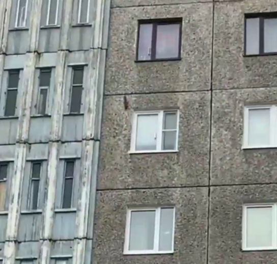 В Мурманске заметили белку Белка