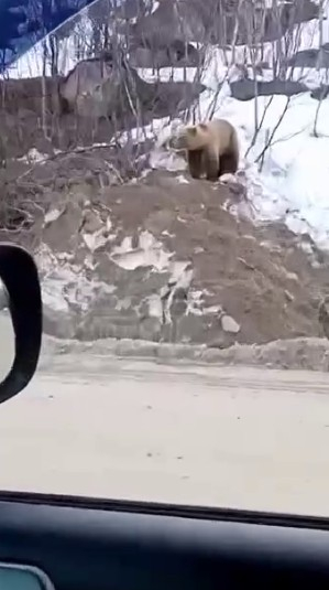 Медведь