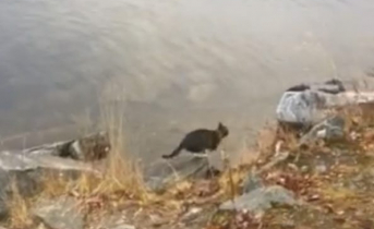 Мурманским рыбакам помог дикий кот Кот