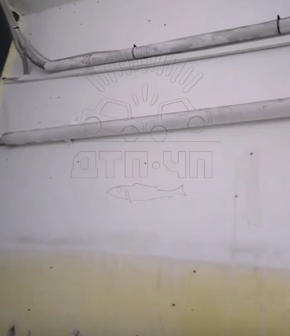 Нашествие мух Мухи