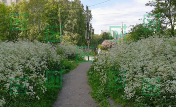 Джунгли в мурманских дворах Сорняк