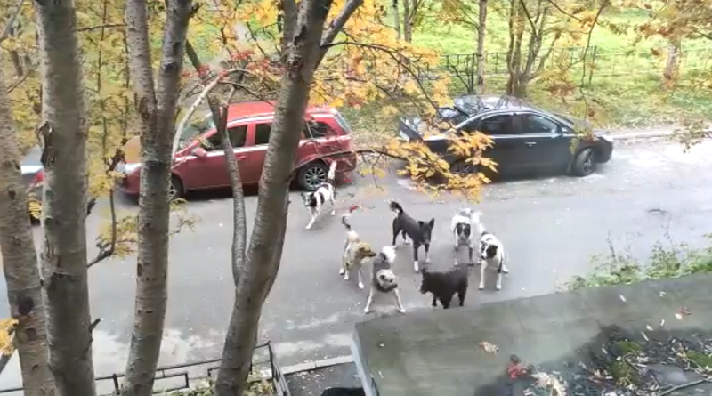 Стая собак