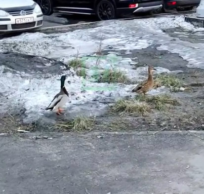 Забавное видео сняли в Мурманске Утки