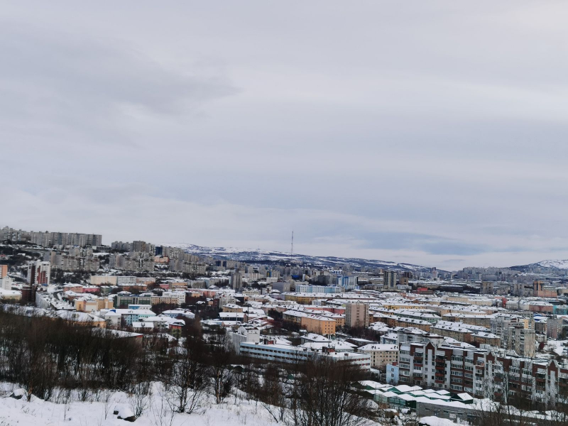 По улицам Мурманска гуляет дикий хищник Мурманск