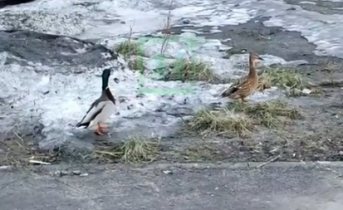 Забавное видео сняли в Мурманске Утки