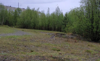 В Мурманской области встретили огромного зайца Заяц