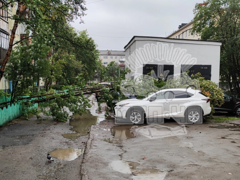 В Мурманске большое дерево упало на автомобиль Дерево