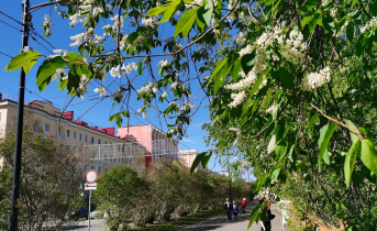 Синоптики рассказали о погоде в Мурманской области Растение
