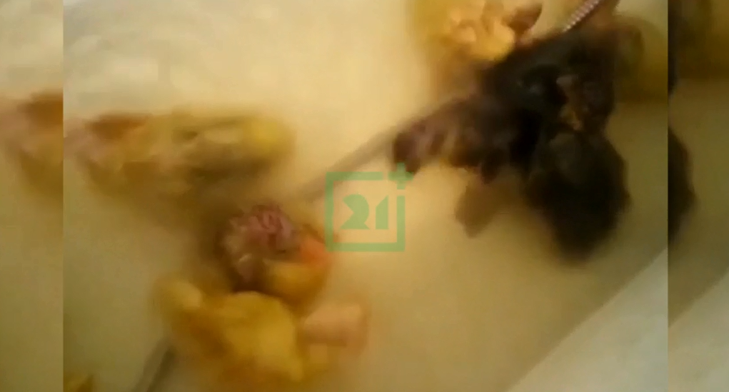 Заплывы в ванной. Трогательное видео с гусятами сняли в Мурманске Гусята