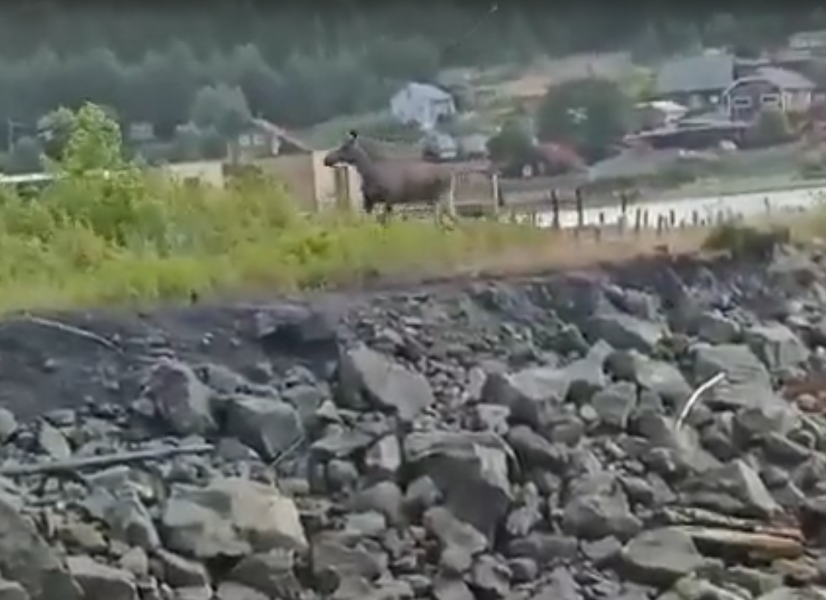 Лось на пирсе Лось