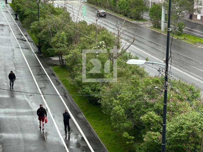 В центре Мурманска начнут спиливать сухие деревья город