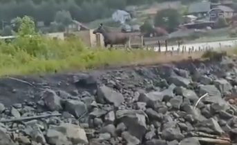 Лось