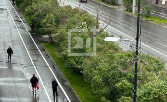 В центре Мурманска начнут спиливать сухие деревья город