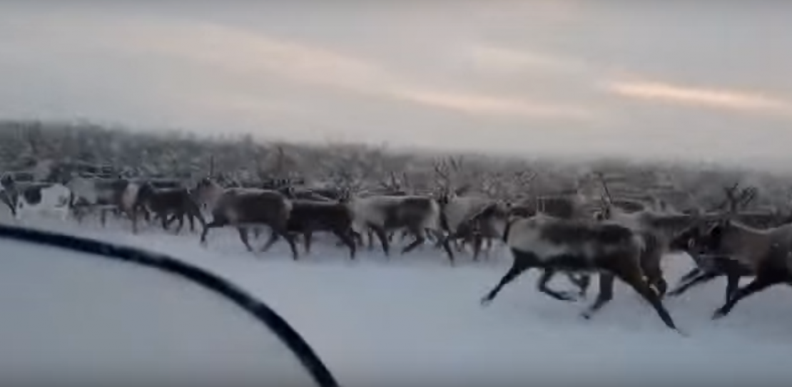 Стадо оленей Стадо оленей