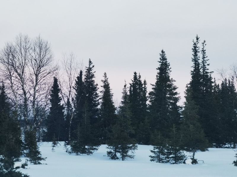 Погода