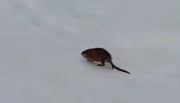 Забавное видео со зверьком сняли в Мурманской области Ондатра