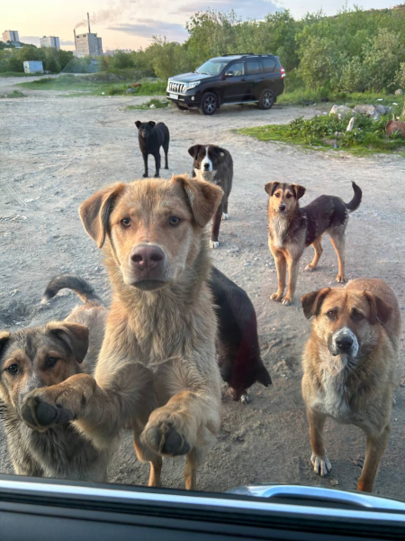 Собаки