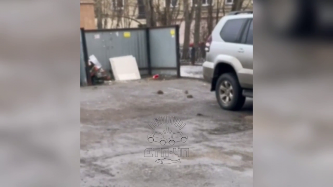 Крысы