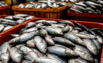 Из Заполярья на экспорт отправили 64 тысячи тонн рыбной продукции Рыба