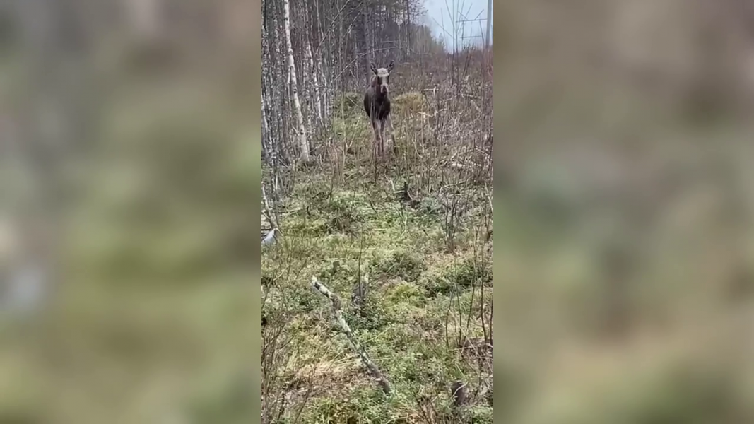Лось