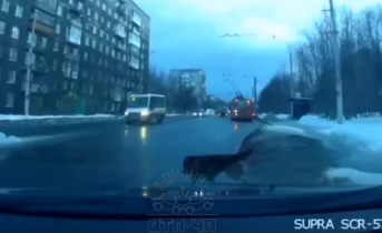 Четырехлапый нарушитель Пешеходный переход