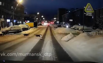 Собаки