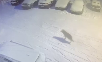 Волк