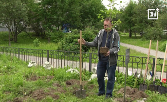 В Мурманске появилось больше зелени Мурманск