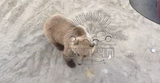 На видео сняли медведя в Мурманской области Медведь