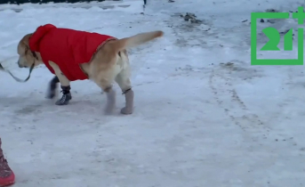 Новогодняя собака Собака
