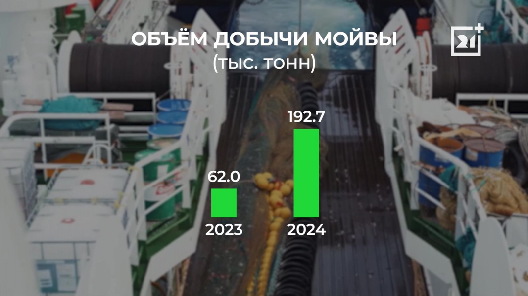 Гораздо больше мойвы будут добывать рыбаки в России Гораздо больше мойвы будут добывать рыбаки в России