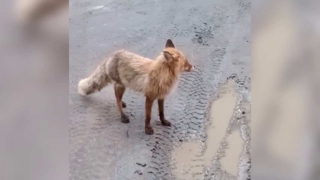 Лиса