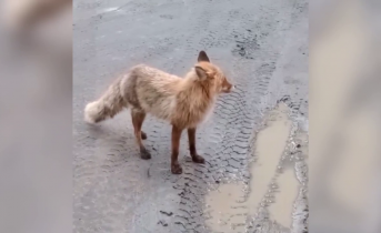 Голодного дикого зверя сняли на видео в Мурманской области Лиса