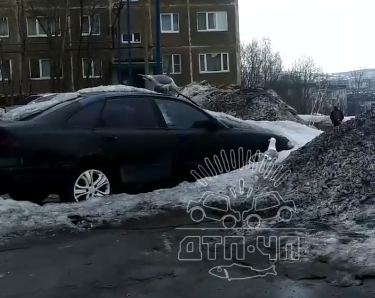 Чайка повредила автомобиль Парковка