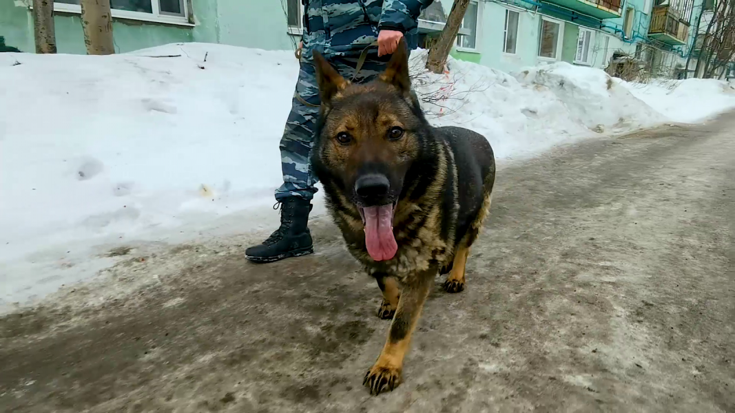 Служебная собака в Мурманске помогла задержать преступника Собака