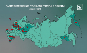 Опасный вирус из 2000-х угрожает Мурманской области Инфоргафика