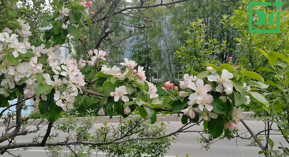 Цветущая яблоня Яблоня