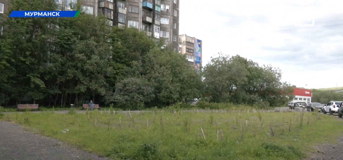 Черёмуха, рябина, сирень, осина. Какой способ высадки деревьев лучше всего подходит для Крайнего Севера