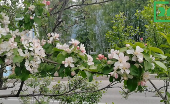 Цветущая яблоня Яблоня