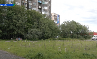 Черёмуха, рябина, сирень, осина. Какой способ высадки деревьев лучше всего подходит для Крайнего Севера