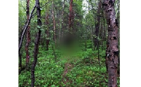 В Мурманске обнаружили тело 24-летнего северянина Лесополоса