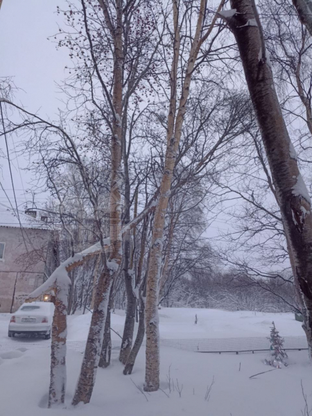 Дерево рухнуло в Мурманске Дерево в Мурманске